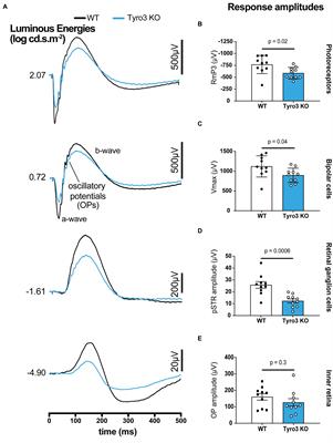 Tyro3 Contributes to Retinal Ganglion Cell Function, Survival and Dendritic Density in the Mouse Retina